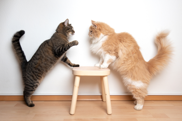 Jak odróżnić czy koty się biją czy bawią? Webinar behawiorysty COAPE o kocich konfliktach