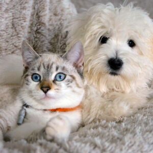 Koci i psi behawiorysta online