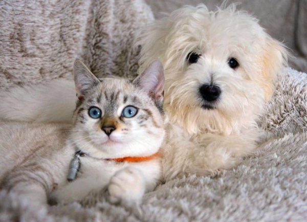 Koci i psi behawiorysta online